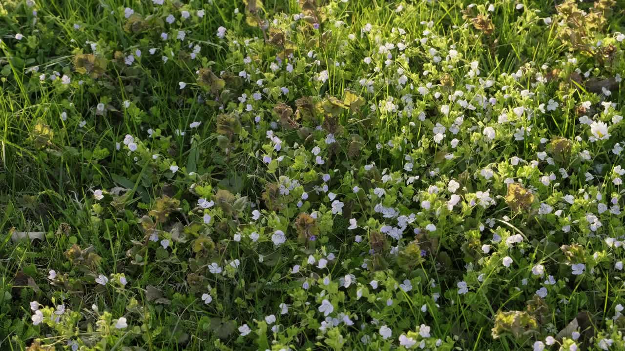 Small white spring flowers in grass lawn during sunny evening