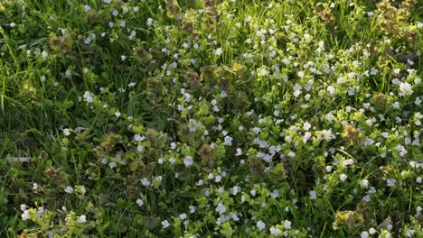 Small-white-spring-flowers-in-grass-lawn-during-sunny-evening