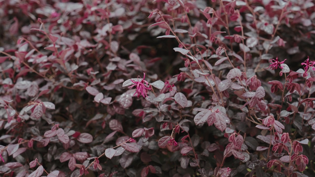 Close up of purple foliage shrub with pink spidery flower blooms