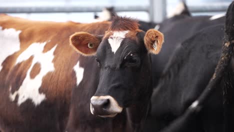 curious brown and black cow head looking, muscles twitching for flies, tail whip on snout, ears moving