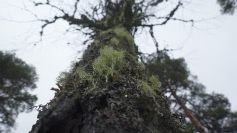 wet algae growing in old dead tree trunk. low angle shot