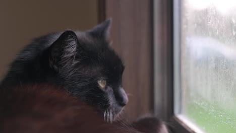 close up of a black male cat's face looking out of a blurry window