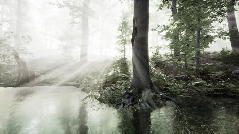 misty dawn over lake forest