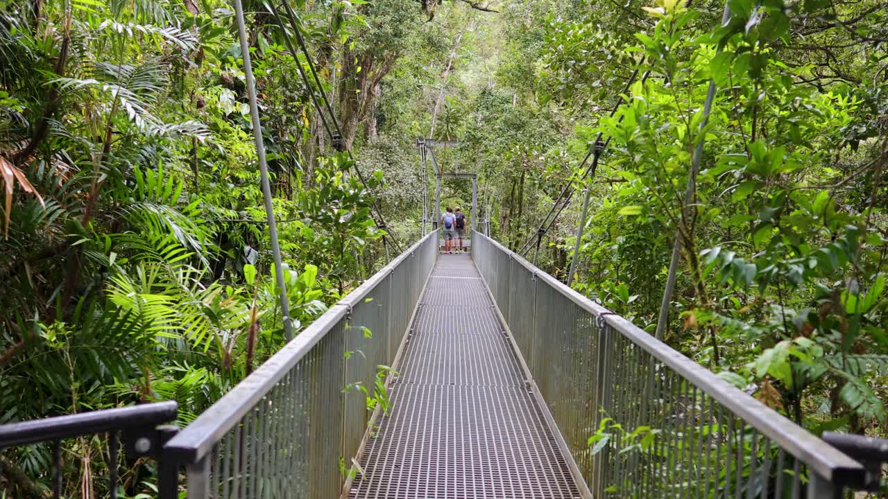 People walk across a suspension bridge in the lush Daintree Rainforest, surrounded by vibrant green foliage under natural daylight
