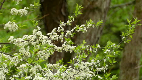 curruca saltando entre las ramas de un árbol cubierto de hermosas flores de cerezo blancas durante la primavera, canadá