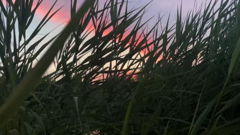 vista de ángulo bajo de una puesta de sol o amanecer a través de cañas de estanque-5
