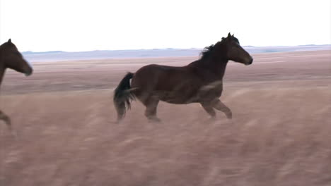 wild horses running 2