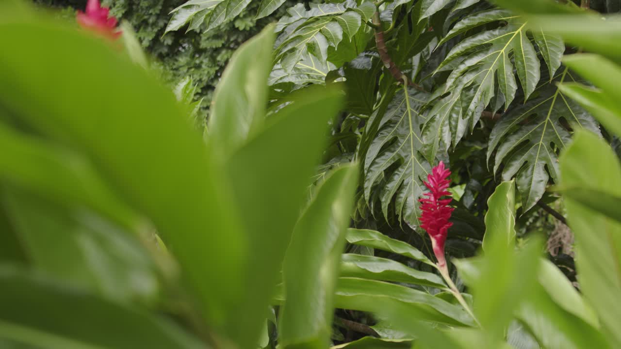 alpinia purpurata, jengibre azul, galangal, lengkuas con flores