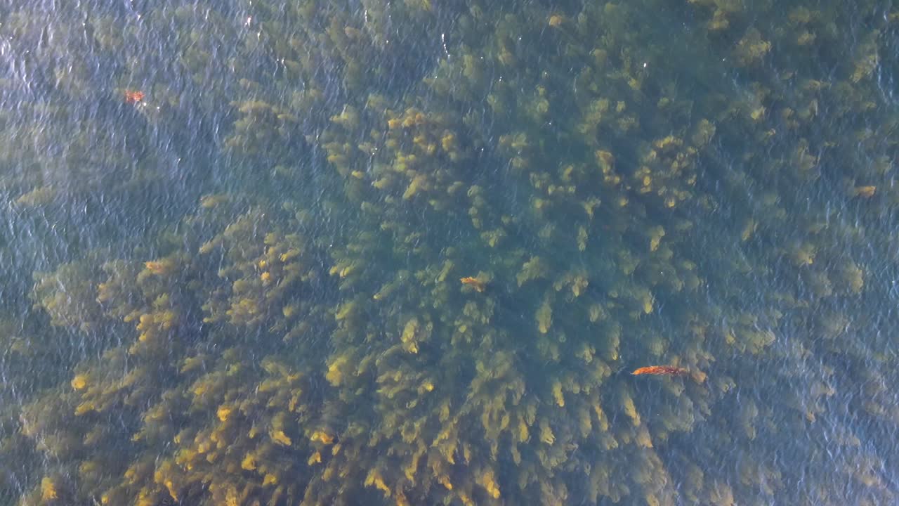 밴쿠버 섬 동해안 앞 살리시 바다에 있는 넓은 해조류 밭