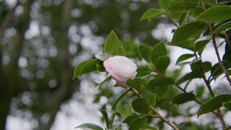 a vibrant camellia in full bloom with soft petals and rich details. captured in 4k slow motion, this shot showcases the elegance of nature and botanical beauty.
