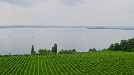 Luftaufnahme-Von-Dolly-über-Weinbergen-Am-Ufer-Des-Bodensees,-Staatsweingut-Deutschland