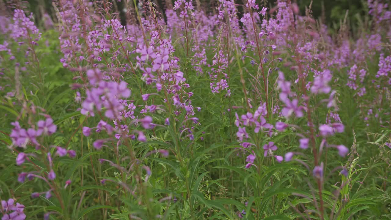 el fireweed florece en la luz del sol de verano.