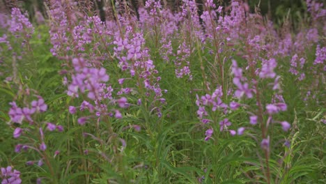 Fireweed-Blooms-in-Summer-Sunlight.-Flying-bees