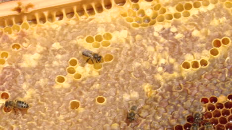 abejas trabajando en colmenas