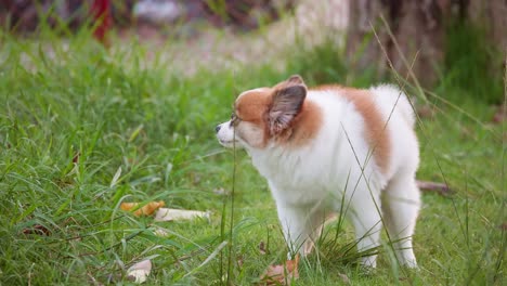 Flauschiger-Pommerscher-Hund,-Der-Auf-Einem-Grünen-Rasen-Spazieren-Geht