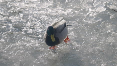 Pato-Mallard-Macho-Caminando-En-Hielo-Derritiéndose-En-Un-Soleado-Día-De-Invierno---ángulo-Alto,-Cámara-Lenta