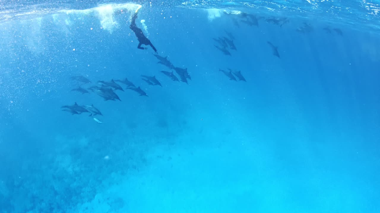 A pod of dolphins observed by a diver