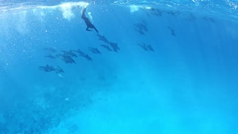 a pod of dolphins observed by a diver