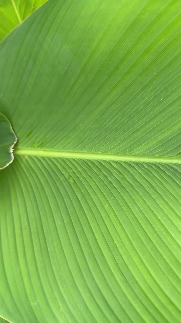 Close-up of Vibrant Green Tropical Leaf Texture