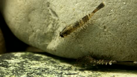 Mayfly-nymphs-clinging-to-a-rock-in-a-trout-stream,-close-up