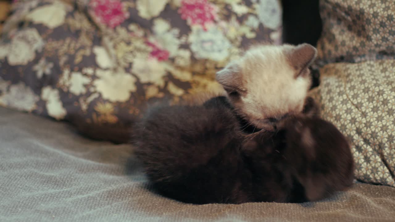 Due piccoli gattini che si azzuffano