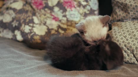 dos pequeños gatitos peleando entre ellos