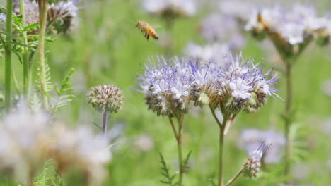 Nahaufnahme-Makro-Kleine-Winzige-Biene-Fliegt-Von-Einer-Blütenblume-Im-Wilden-Feld,-Nachdem-Sie-An-Einem-Sonnigen-Sommertag-Nektar-Und-Polline-Gesammelt-Hat