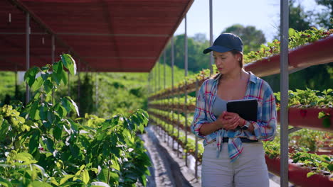 woman farmer inspecting plants in vertical farm