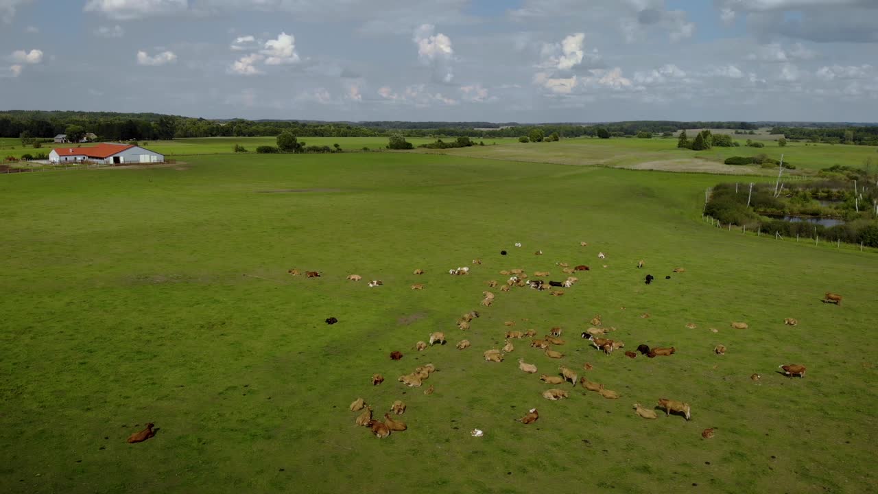 Riprese aeree su un campo con mucche e animali da allevamento su pascoli verdi, uno splendido paesaggio estivo in un ambiente naturale, Polonia orientale, ripreso da drone.