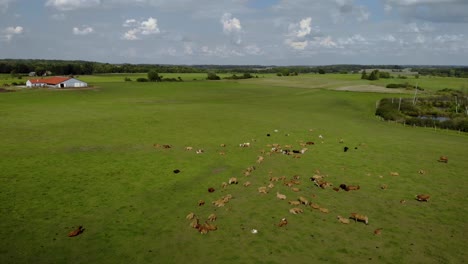 Imágenes-Aéreas-Sobre-El-Campo-Donde-Hay-Vacas,-Animales-De-Granja-En-Pastos-Verdes,-Hermosos-Paisajes-De-Verano-En-Un-Entorno-Natural,-Polonia-Oriental-Filmada-Por-Drones