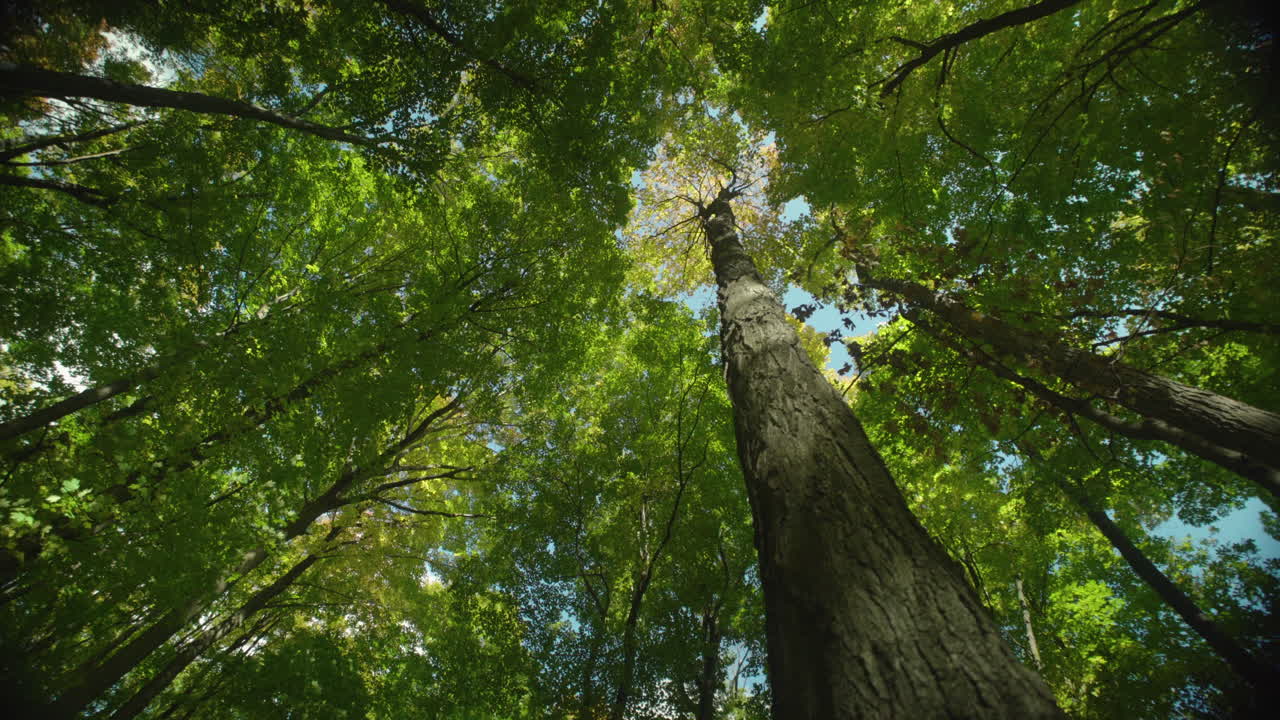 Panoramica lenta da un'inquadratura grandangolare su per il tronco di un albero verso il resto della foresta.