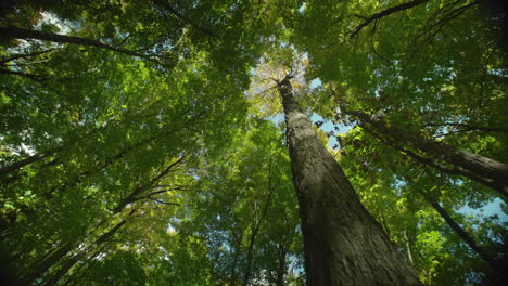 Langsamer-Schwenk-Aus-Der-Weitwinkelansicht-Einen-Baumstamm-Hinauf-Zu-Mehr-Wald