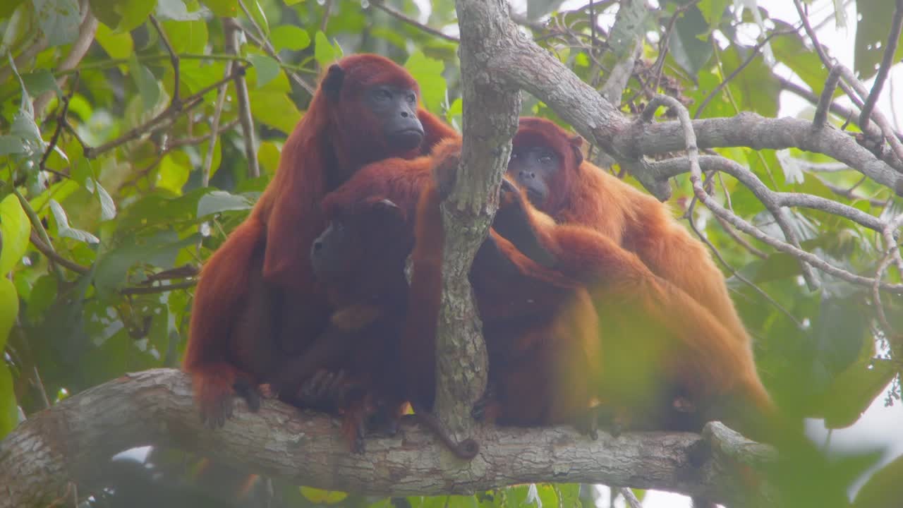 Canopy life, Red Howler monkeys engage in grooming and bonding high in the trees.
