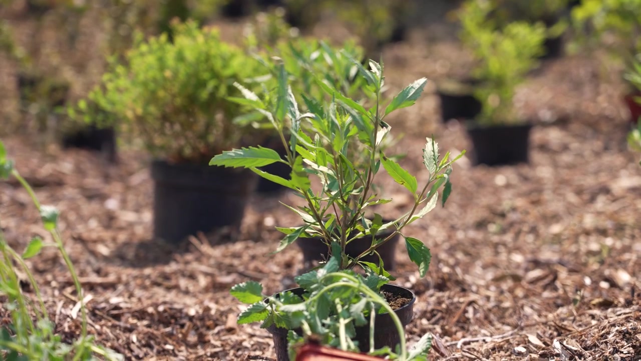 Vegetação inovadora para jardim de chuva em vasos sobre cobertura morta, armazenando água para conservação do solo seco