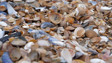 primer plano enfoque superficial muchas conchas marinas en la playa, relleno de marco