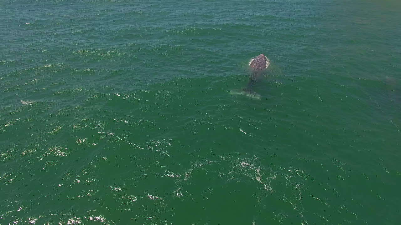 송아지가 이동하는 캘리포니아 회색 고래 위의 공중