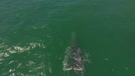 an aerial over a california gray whale with calf migrating