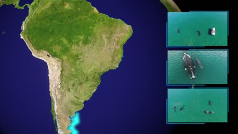 inhabit, breeding and calving areas of the southern right whales, eubalaena australis, south america map background - 3d render animation - based on public domain nasa earth image data