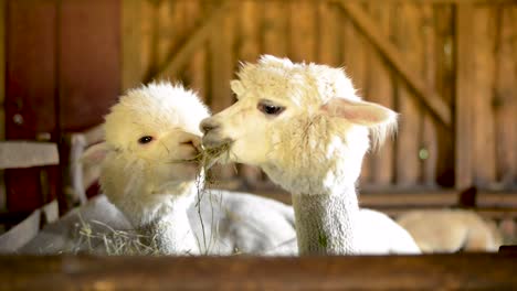 Cerrar-Un-Par-De-Alpaca-Blanca-Masticar-Heno-Y-Hierba-En-Una-Granja-De-Madera