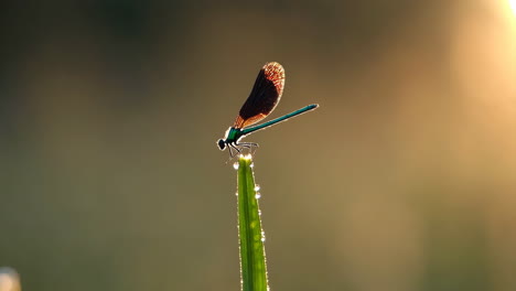 damselfly on dew-kissed grass at sunrise