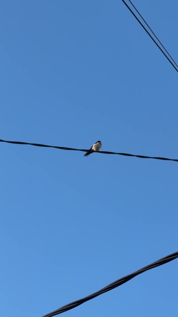 Small Bird Perched on Power Line Against Clear Blue Sky