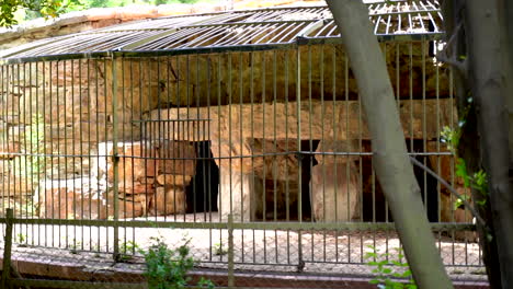 wide shot of a vintage animal cage in johannesburg zoo, south africa