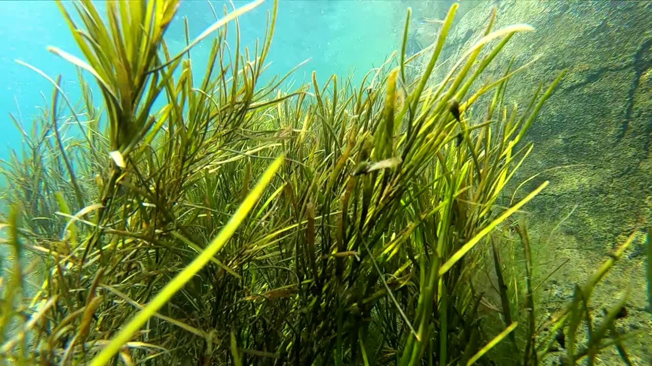 Underwater series in an unusual spring fed canal in western Texas. Series contains normal and slow motion scenes of aquatic life including rare species of fish found only in this particular spring