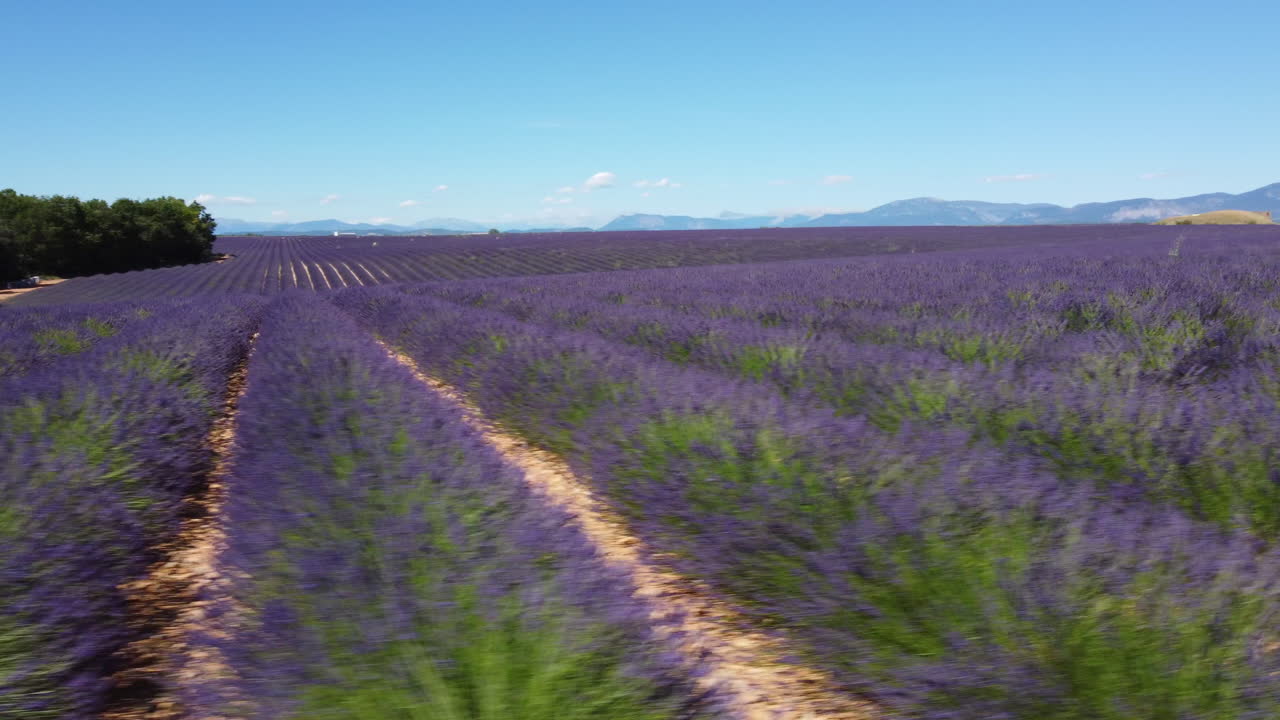 Lavender field agriculture cultivation aerial view in Plateau de Valensole