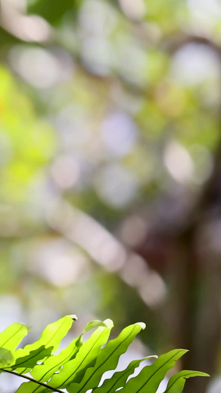 primer plano de hojas de helecho con fondo borroso