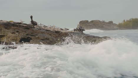 Pelícanos-Marrones-Y-Aves-Marinas-De-Pie-Mirando-Alrededor-De-Las-Olas-De-Primavera