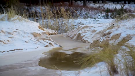 Schilf-Am-Zugefrorenen-Flussufer-Im-Wind