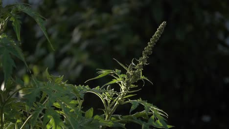 Magia-Macro:-Primer-Plano-Cinematográfico-De-4k-De-Una-Planta-Marco-Adornada-Con-Insectos,-Rodeada-De-Un-Bokeh-De-Ensueño