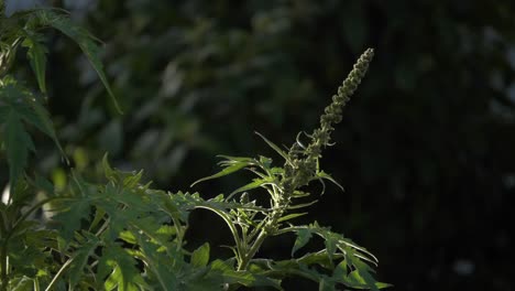 macro magic: un primer plano cinematográfico de 4k de la planta marco adornada con insectos, rodeada de un bokeh de ensueño
