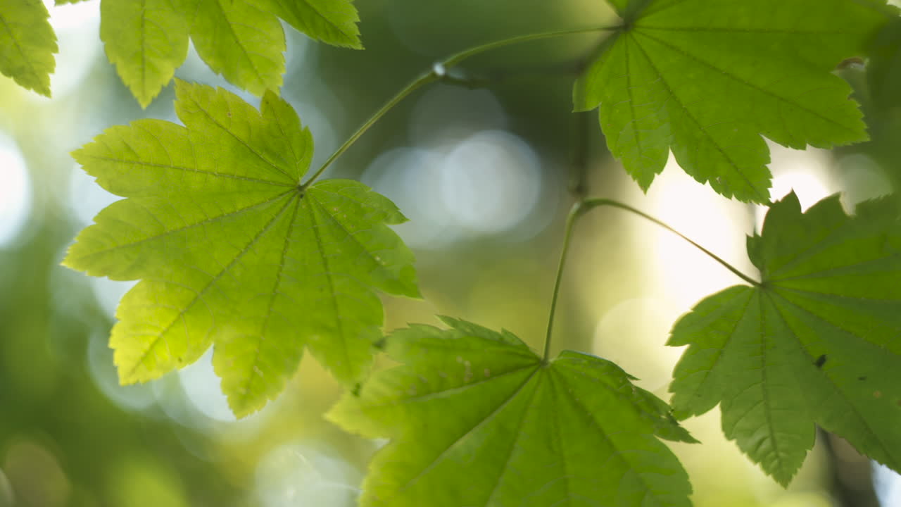 Water Reflections Dancing on Leaves